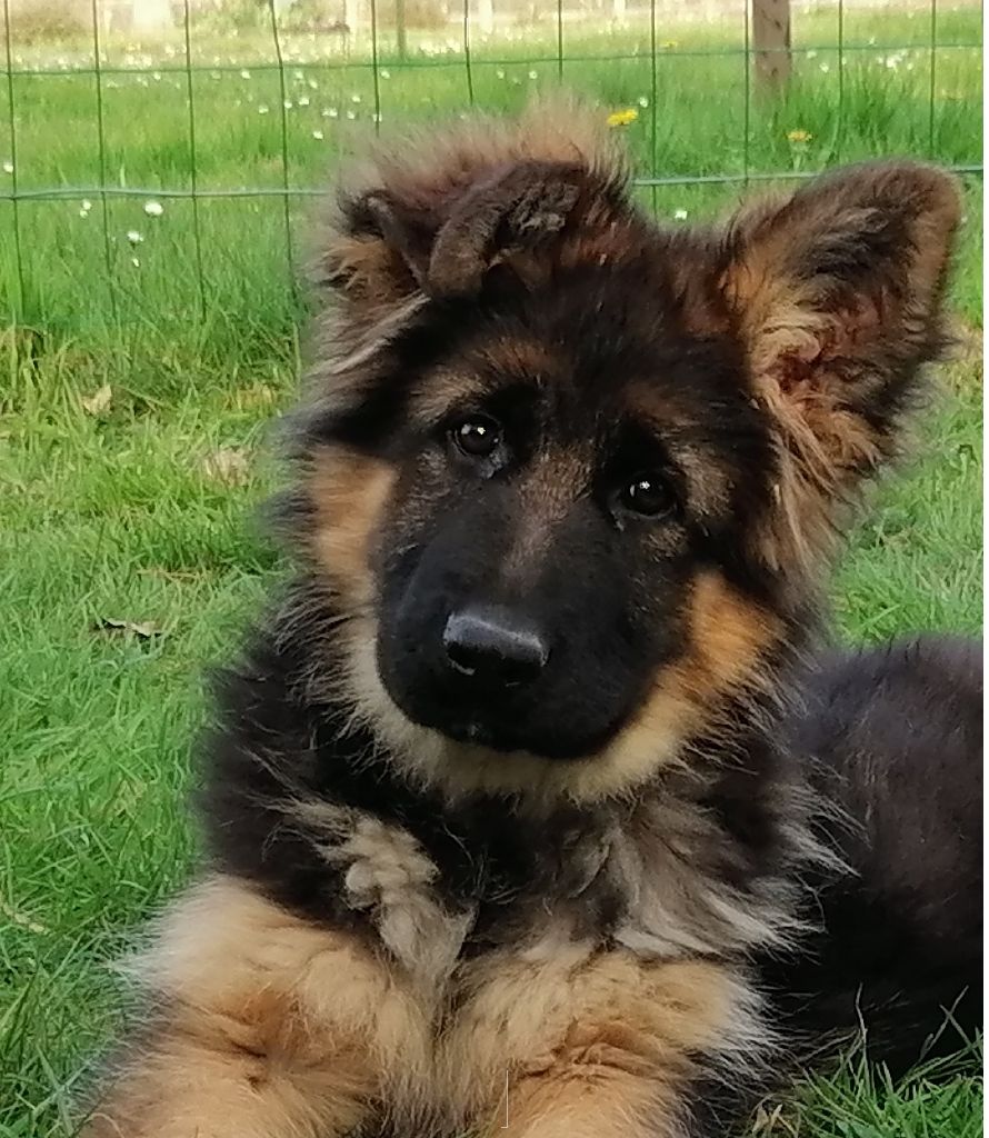 chiot Berger Allemand Poil Long du Loup au Grand Coeur